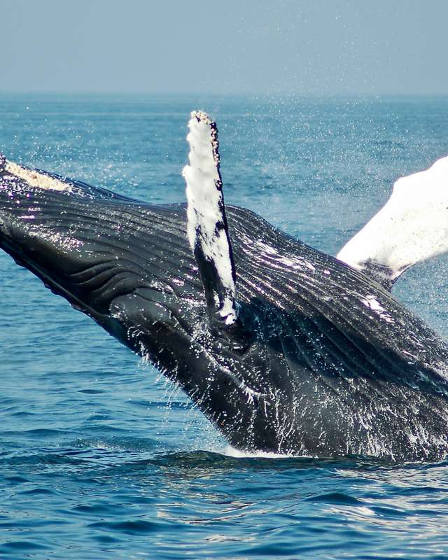 Whale Watching